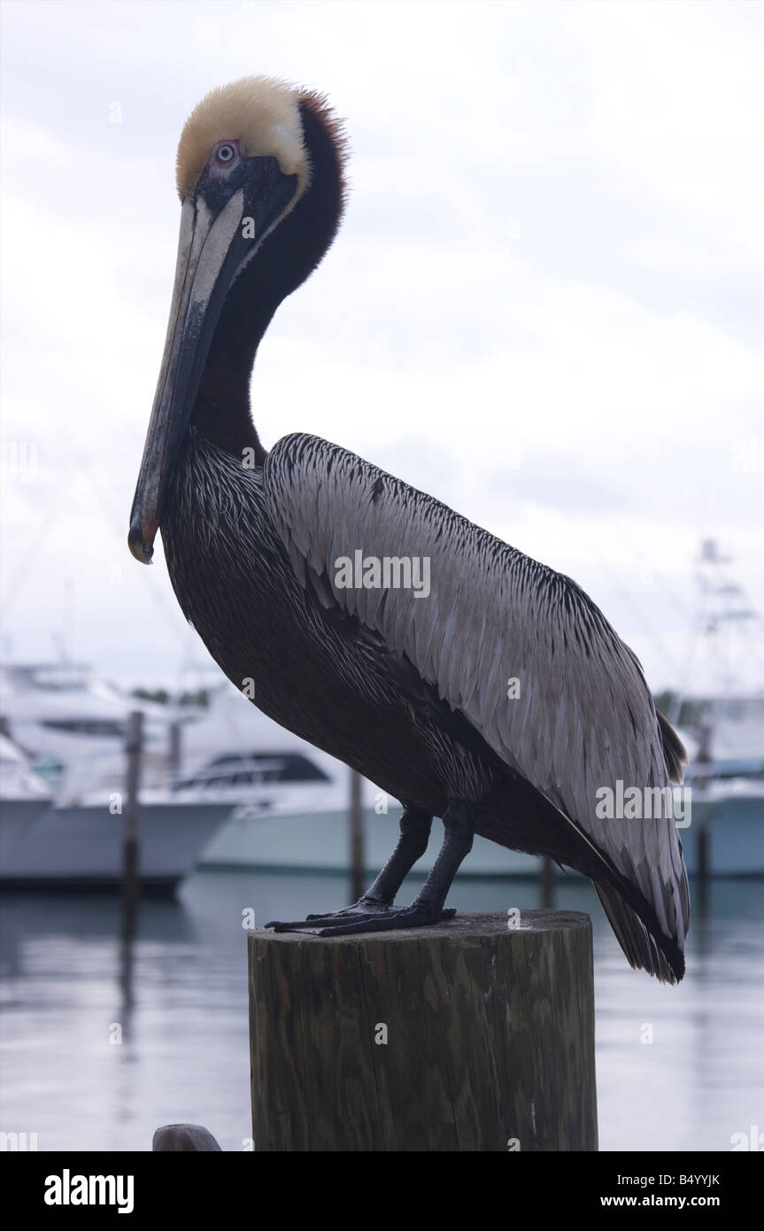 A pelican perched on a piling in a marina Stock Photo - Alamy