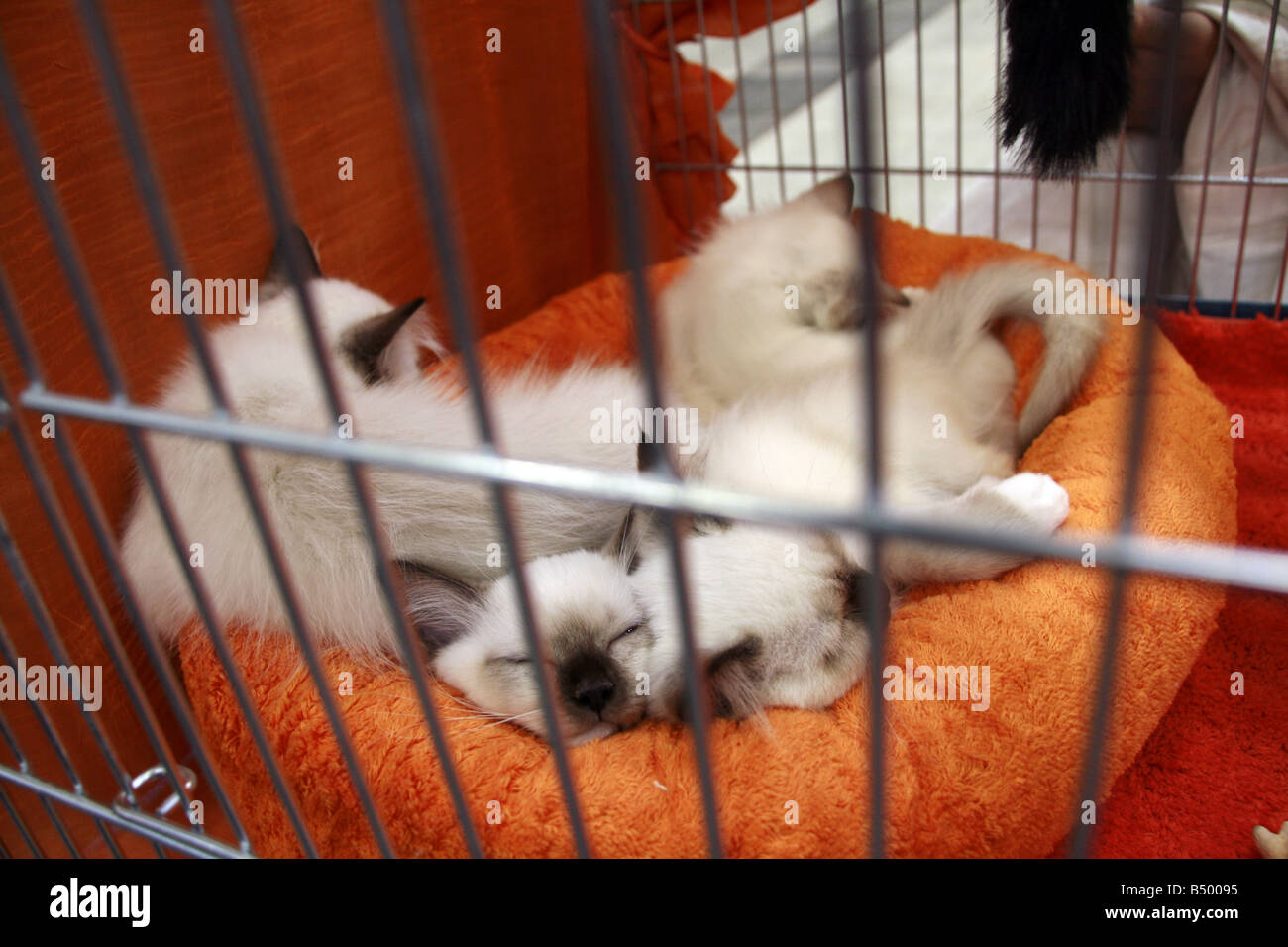 cute tired cats sleeping in cage at cat show in rome Stock Photo Alamy