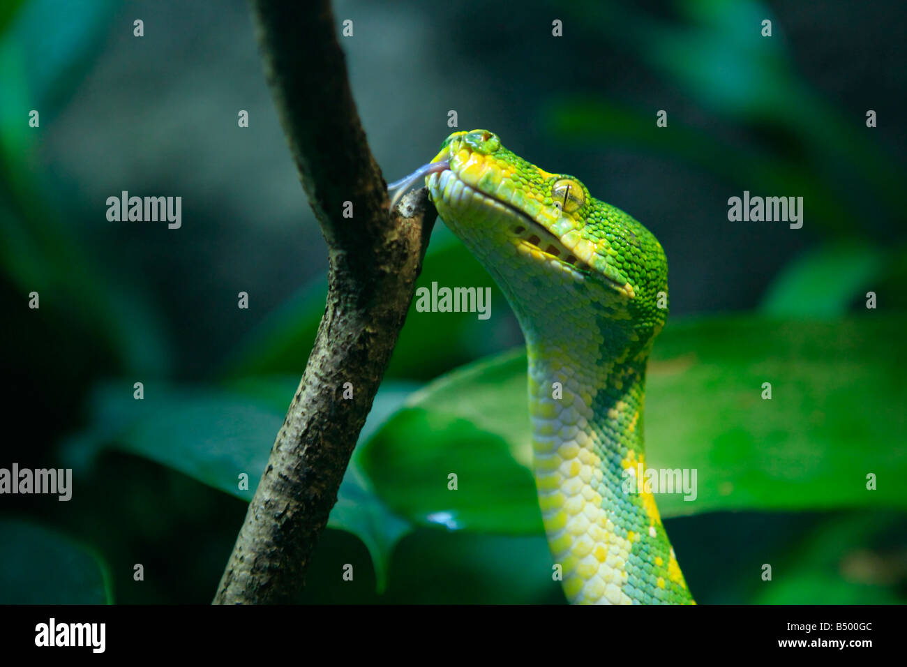 Deadly green python sniffs the air Stock Photo