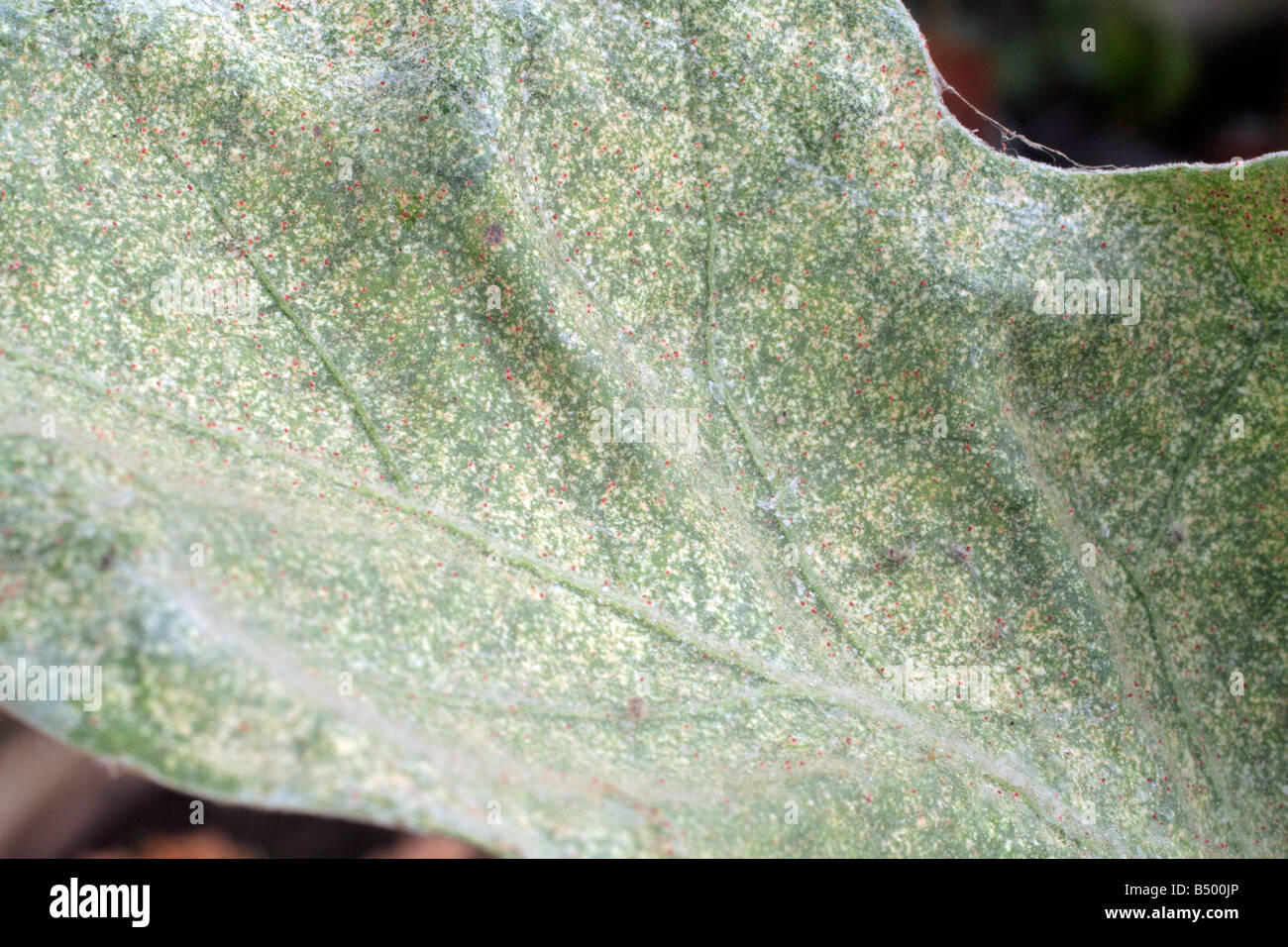 AUBERGINE LEAF SHOWING SEVERE SIGNS OF RED SPIDER INFESTATION TETRANYCHUS URTICAE Stock Photo