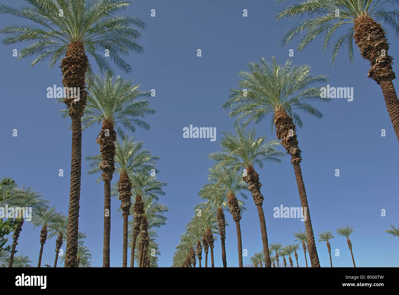 Palm Trees California palm tree s CA Fan Palm, native California palm tree palm trees Arecaceae Palmae Palmaceae Stock Photo