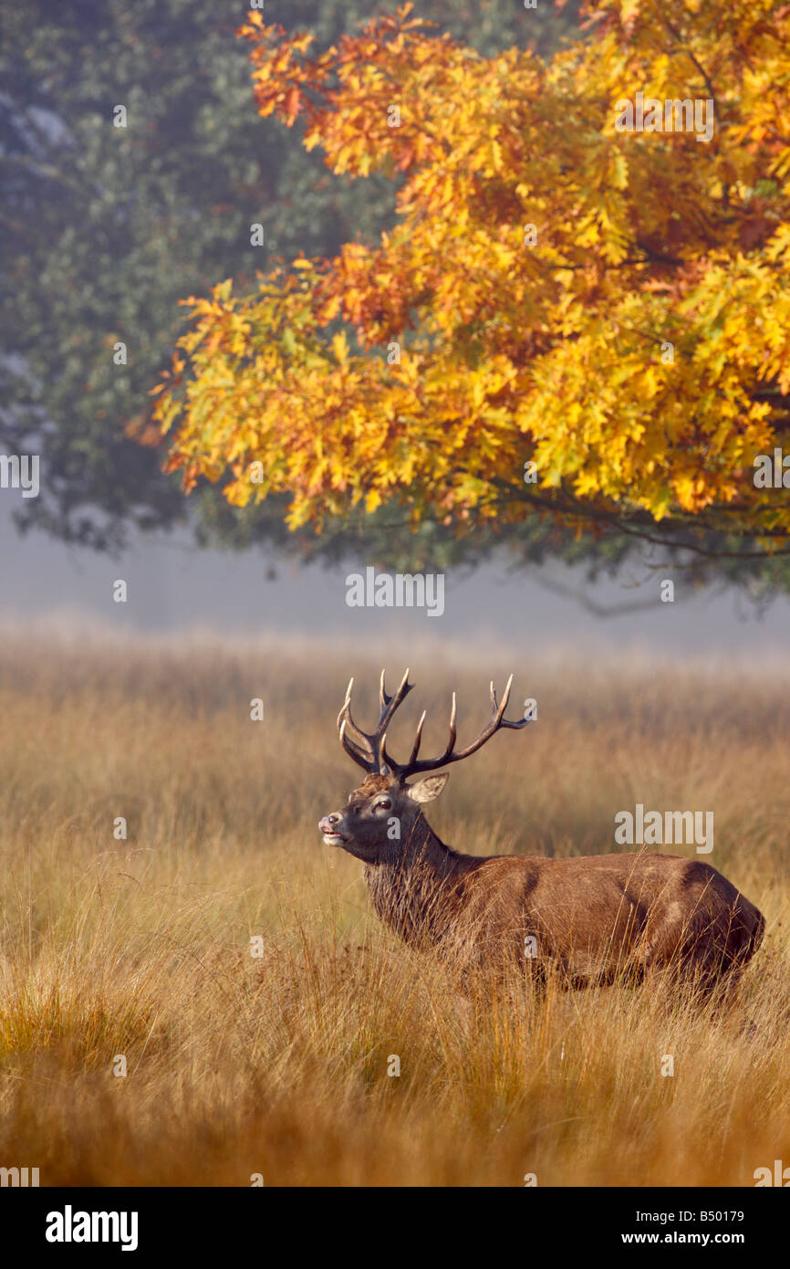 Red Deer Cervus Elaphus Stag roaring Richmond park London Stock Photo