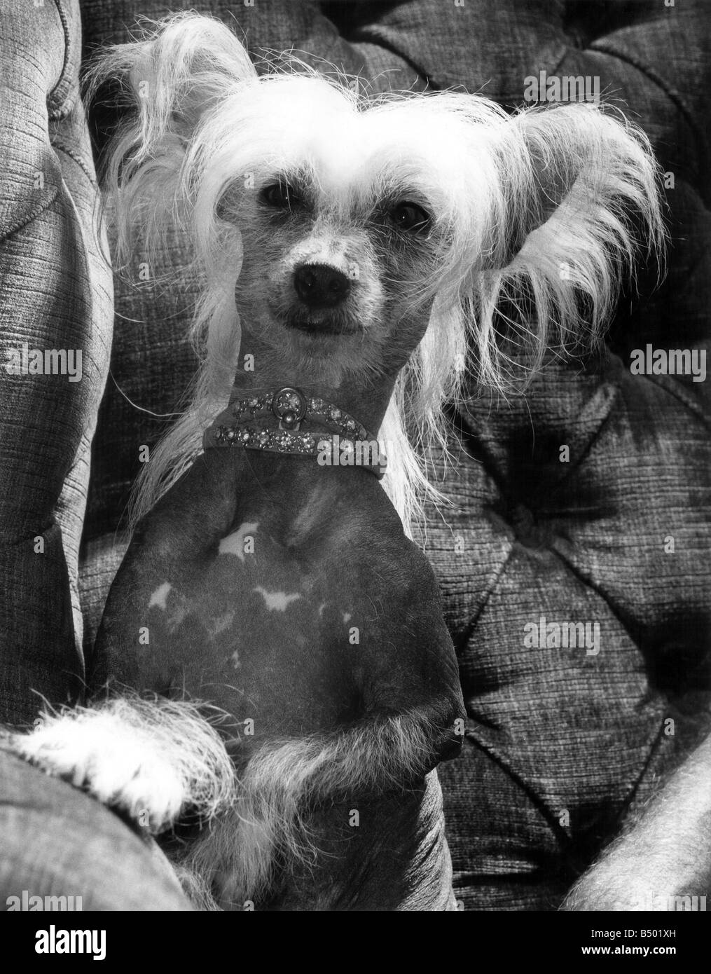 A Chinese crested dog shows off her diamond collar. October 1976 P000348 Stock Photo