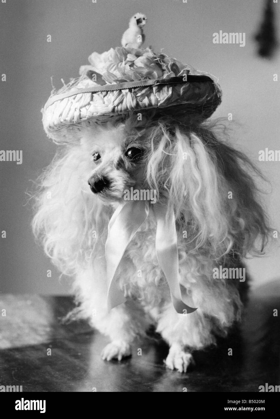 easter bonnets for dogs