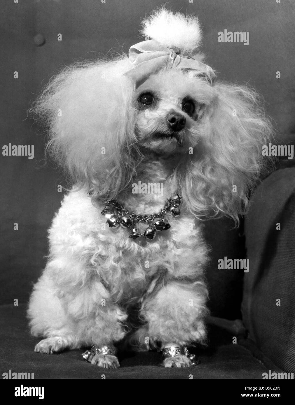 Why Are Dogs Balls Black