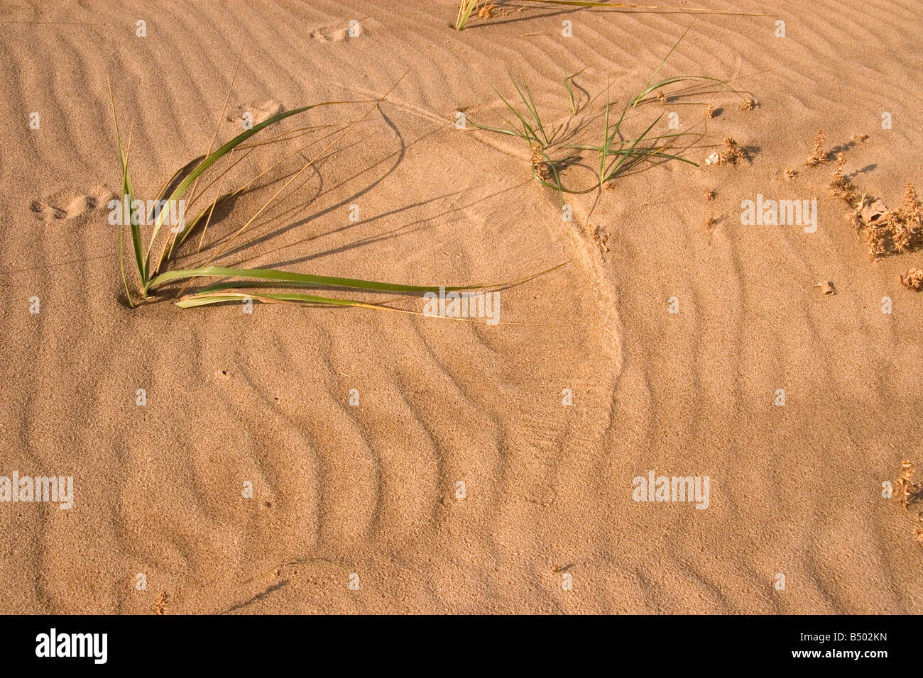 Marram Grass Stock Photo