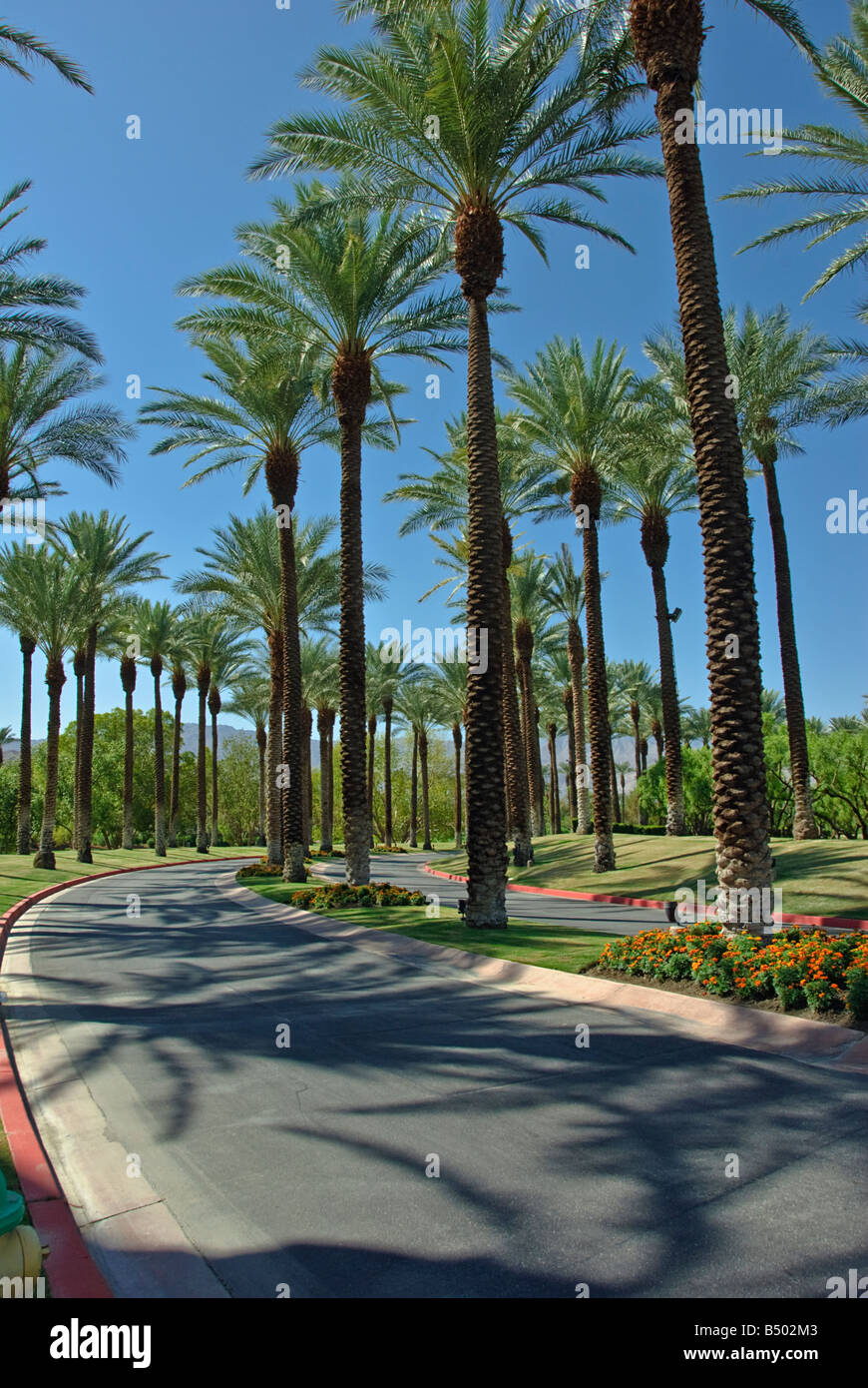 California fan palm is a palm native to california ca hires stock