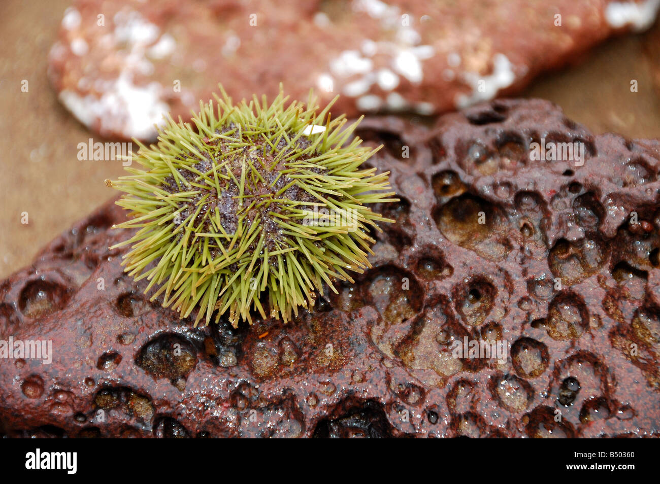 Green sea urchin Lytechinus semituberculatus Galapagos Islands Ecuador South America Stock Photo
