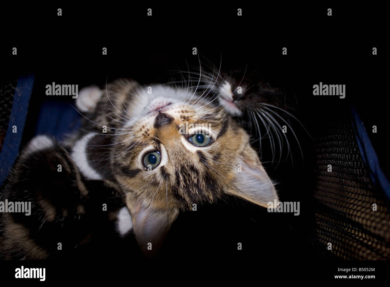 Young tabby kitten hanging out of child buggy, Cotswolds UK Stock Photo ...