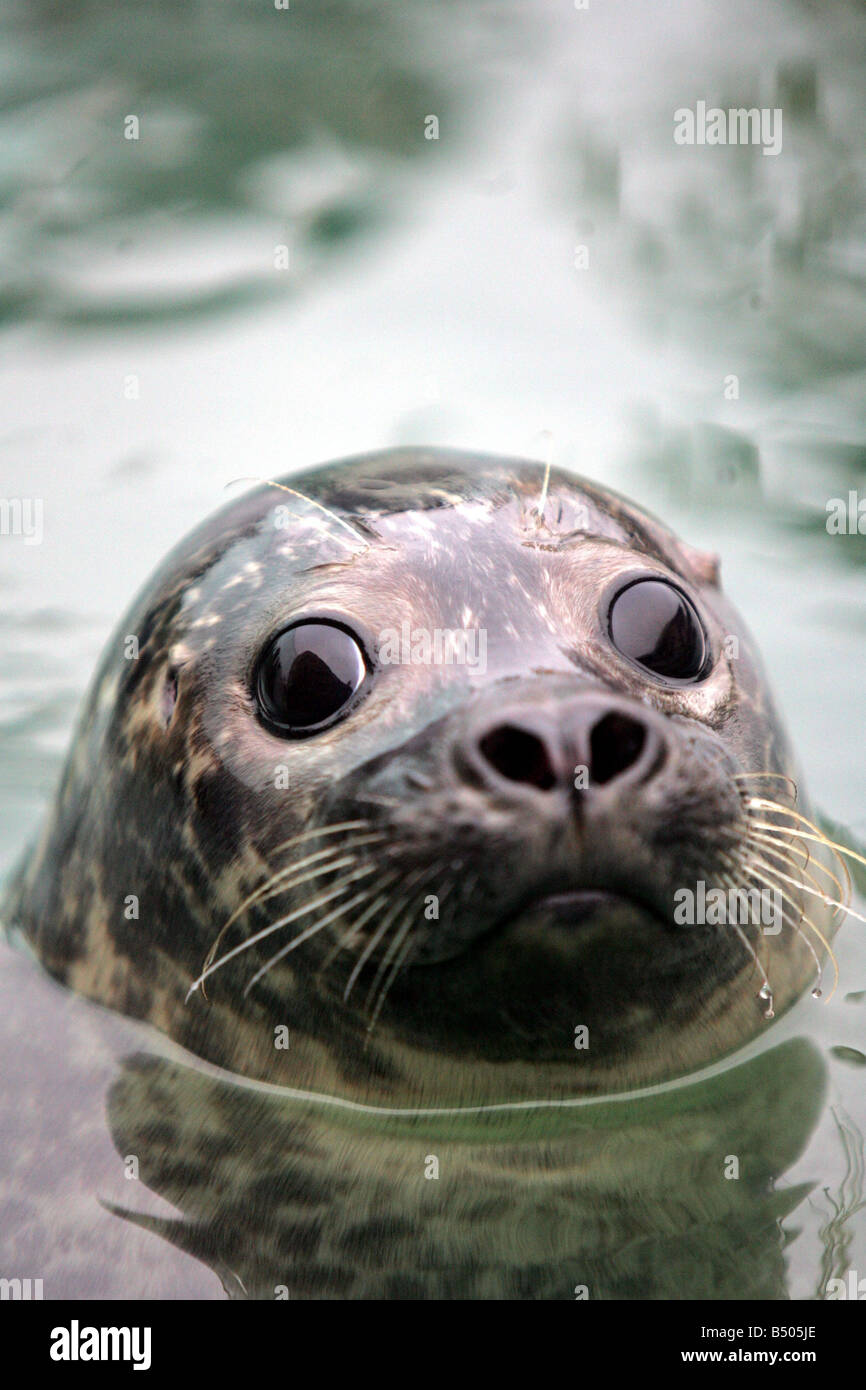 A new seal cove has been unveiled at Tynemouth s Blue Reef Aquarium