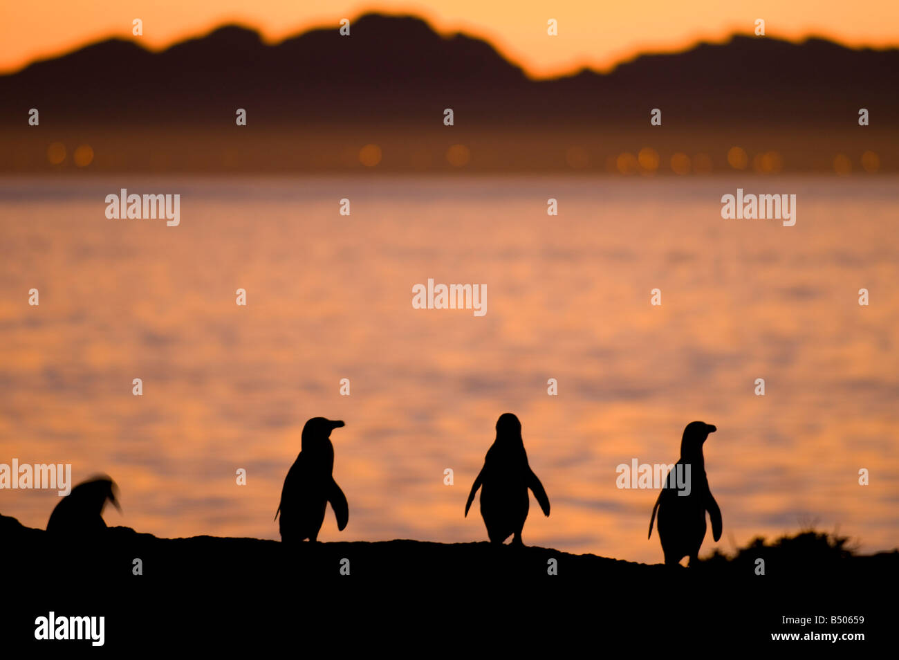 African penguins, Boulders beach, Simons Town, Western Cape, South Africa Stock Photo