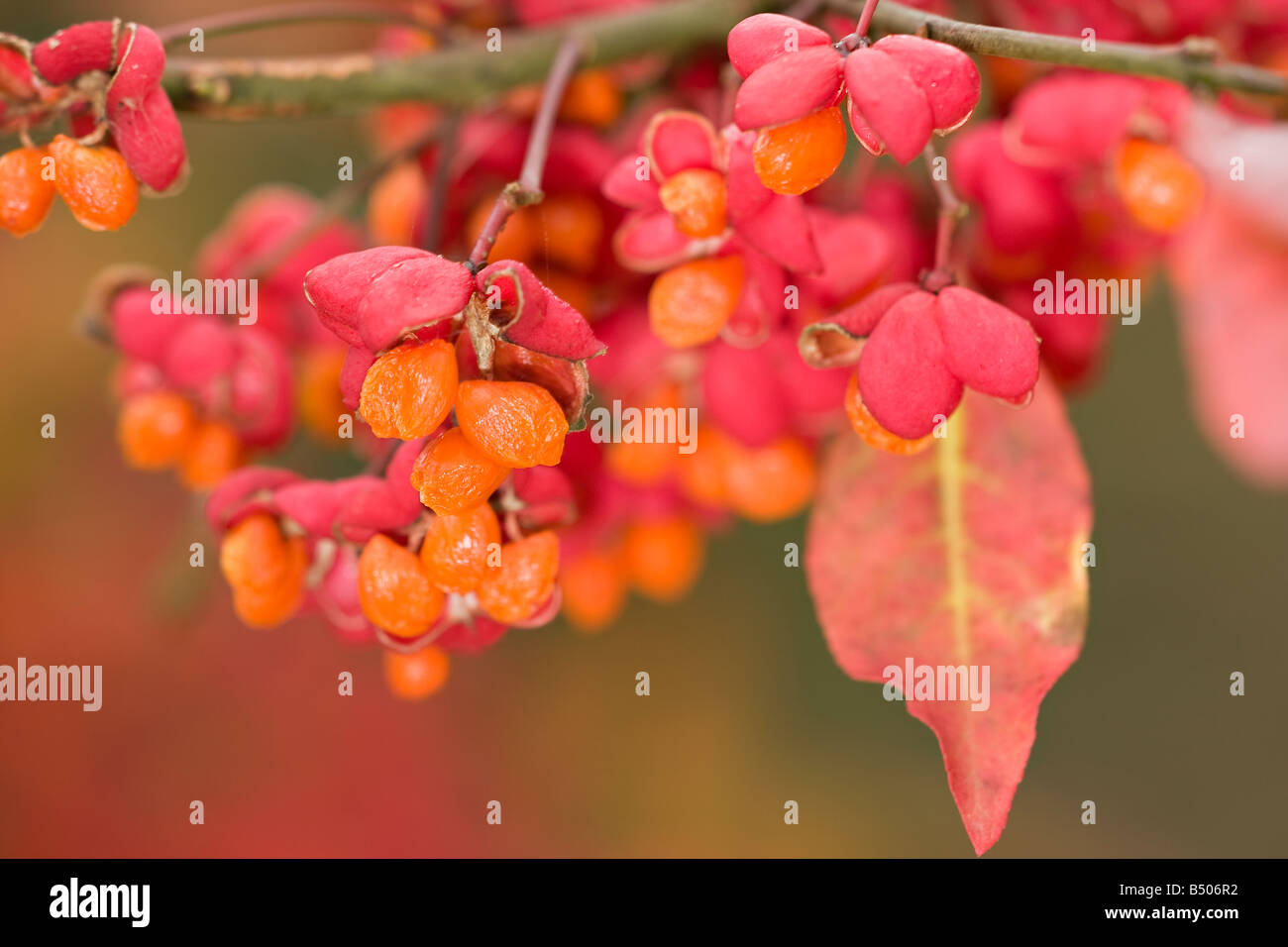 Spindle tree (Euonymus europaea) fruits in Autumn Stock Photo