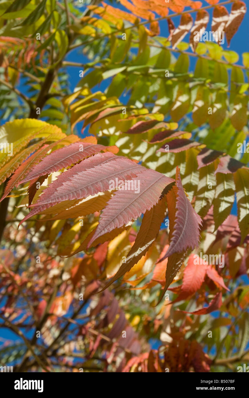 Sumach Rhus Typhina - Autumn foliage against blue sky Stock Photo