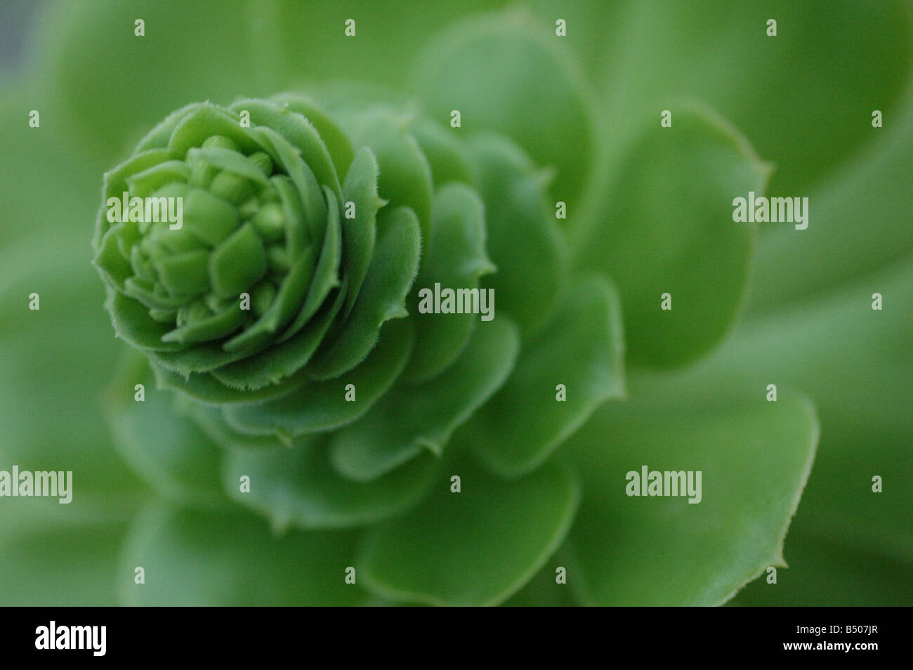 Green conservatory plant Stock Photo Alamy