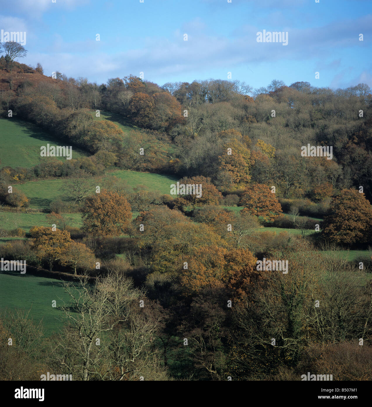 Small fields and autumn woodland with trees in autumn colours East Devon Stock Photo