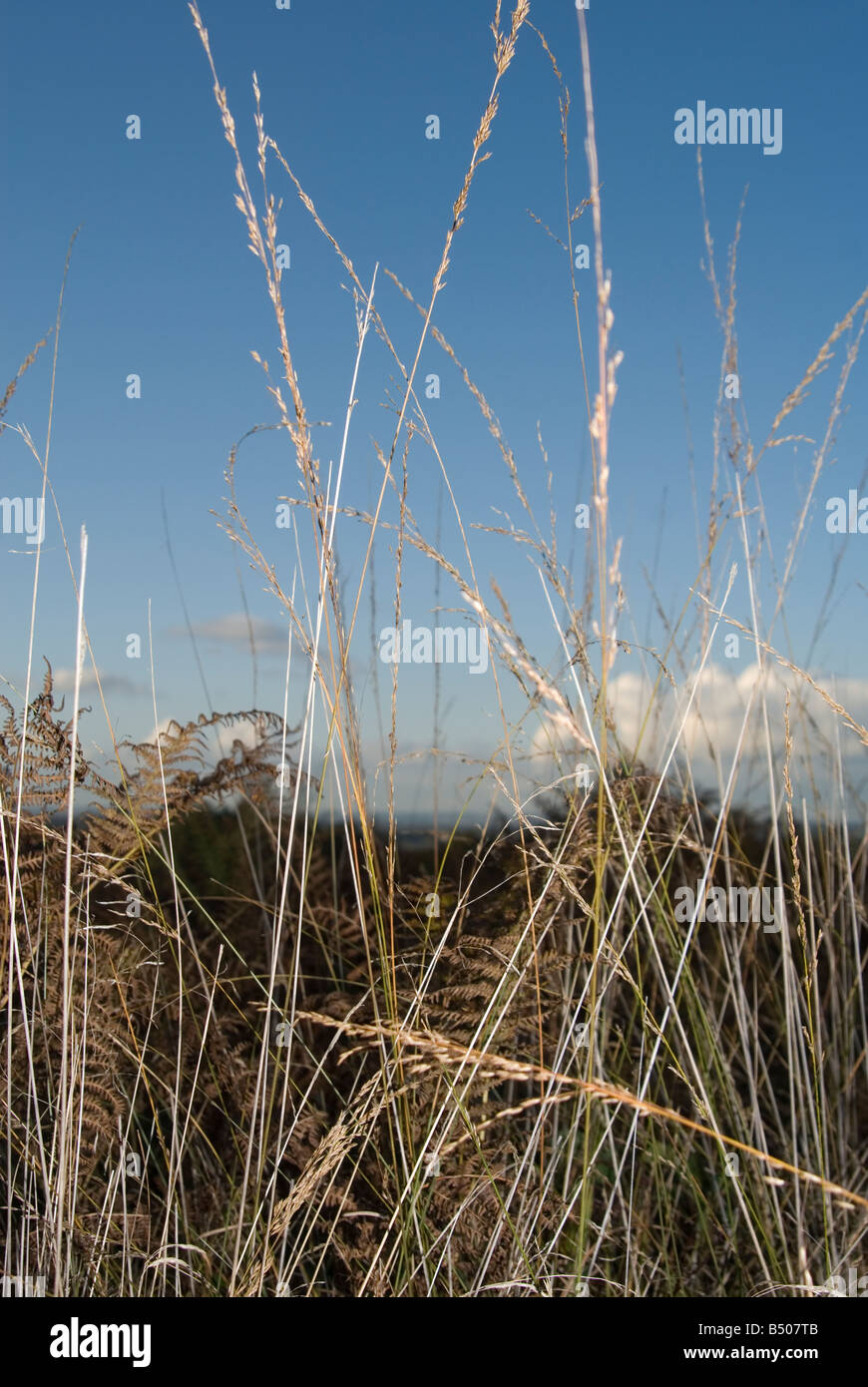Long brown grass on the Ashdown Forest in East Sussex, Stock Photo