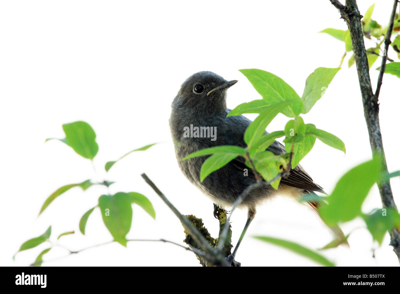 a nightingale sitting on a tree Stock Photo