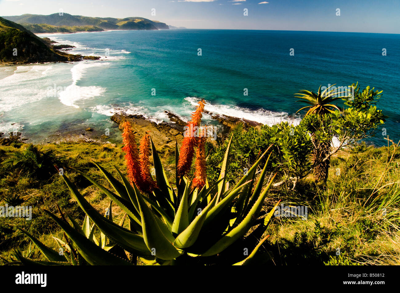 Aloe, Coast, Wildcoast, Transkei, Eastern Cape, South Africa Stock Photo