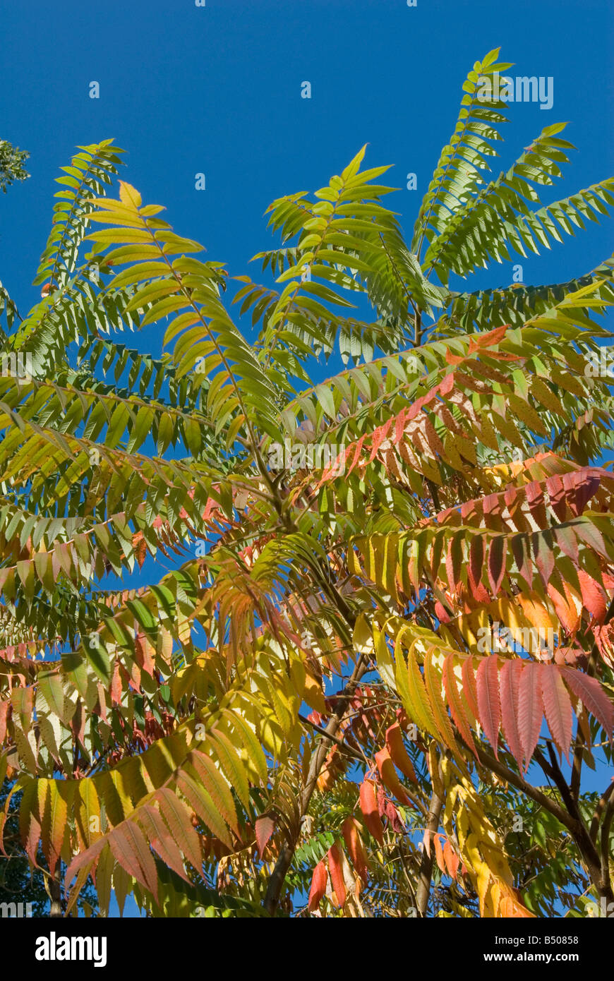 Sumach Rhus Typhina - Autumn foliage against blue sky Stock Photo