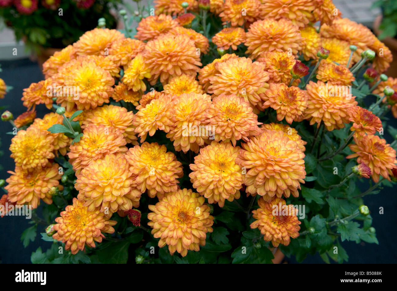 Chrysanthemum Compositae/Asteraceae Stock Photo