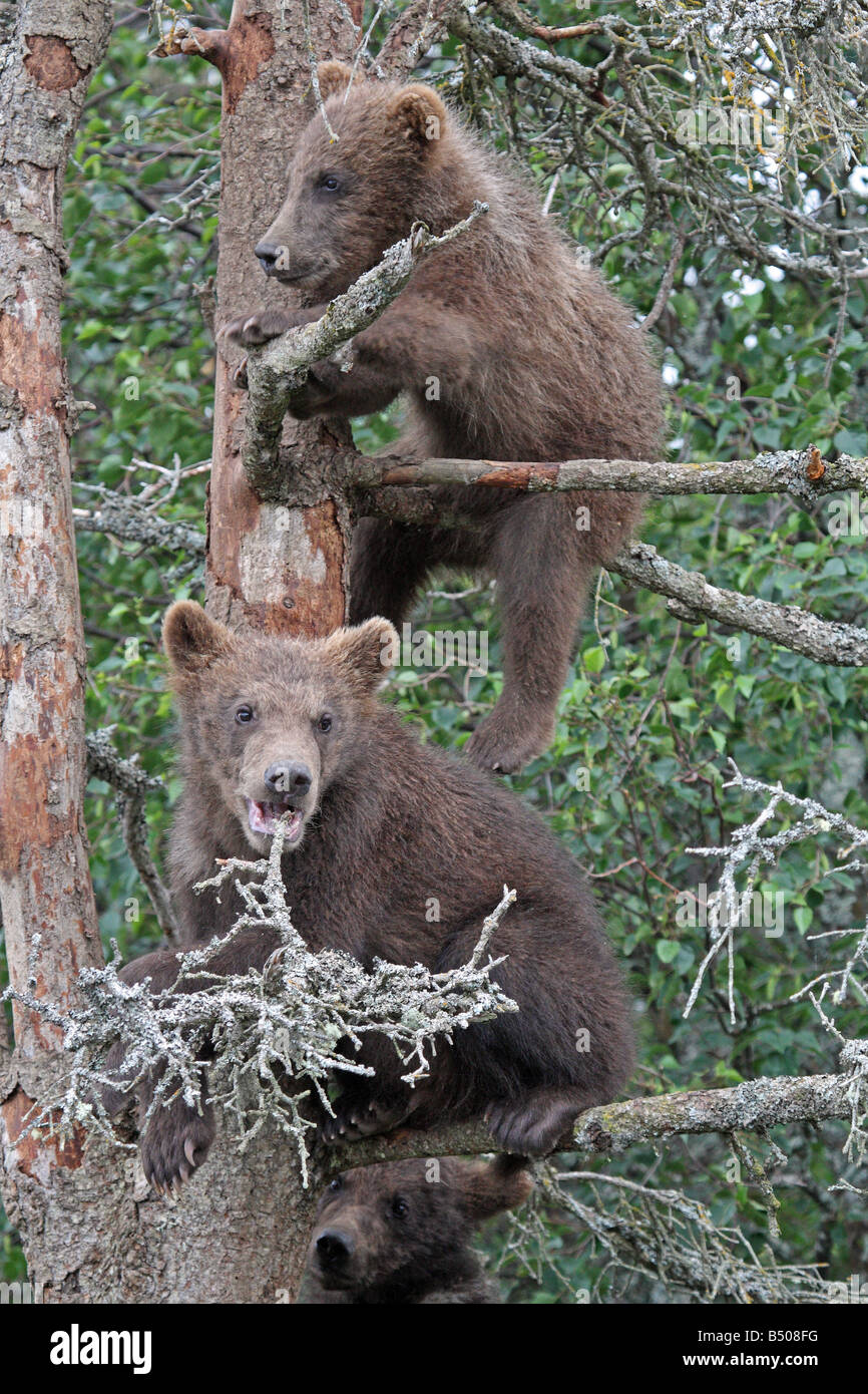 2 Grizzly Cubs in Tree #3, Katmai National Park, Alaska Stock Photo