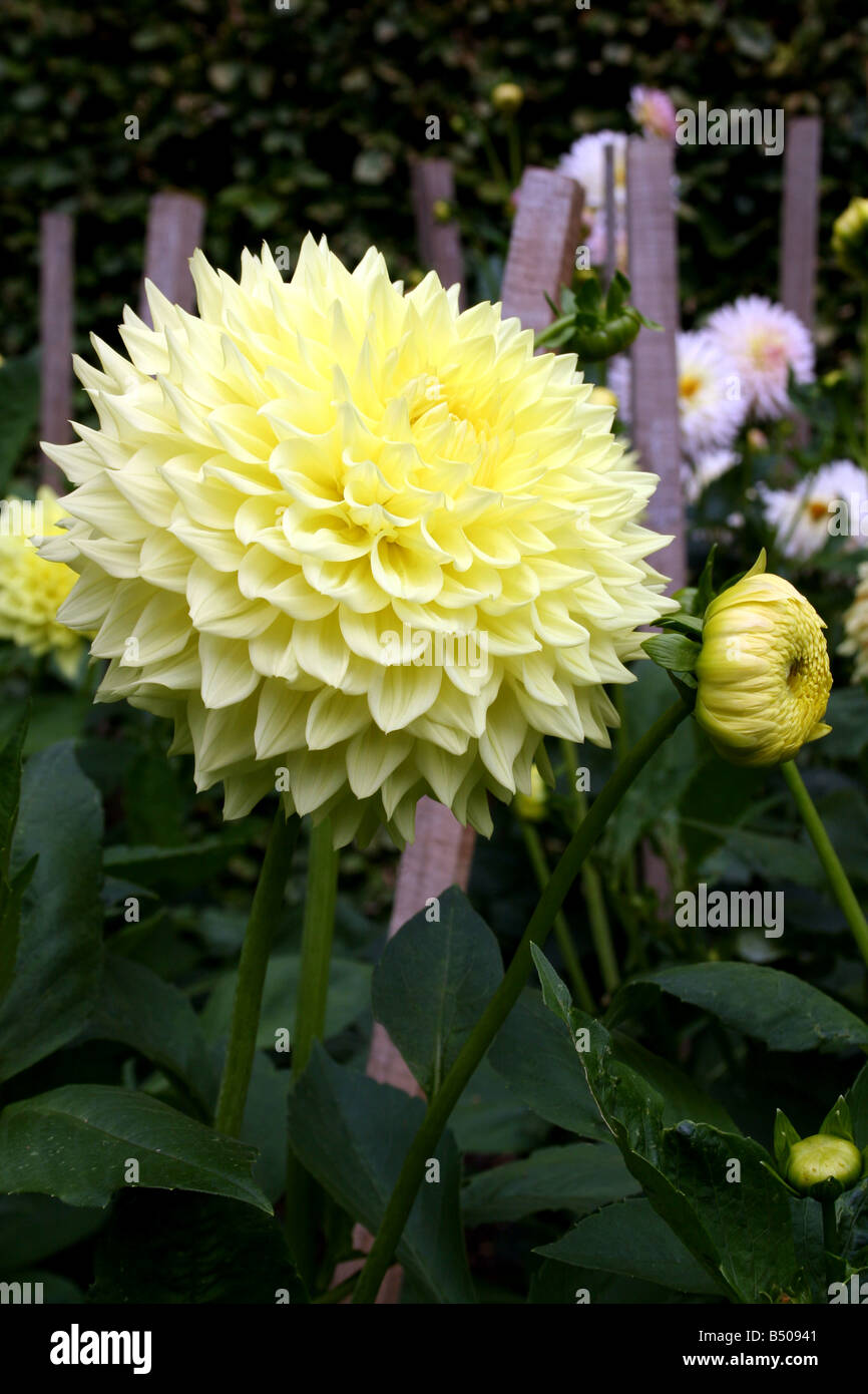 DAHLIA CANDLELIGHT. GIANT DECORATIVE DAHLIA Stock Photo - Alamy