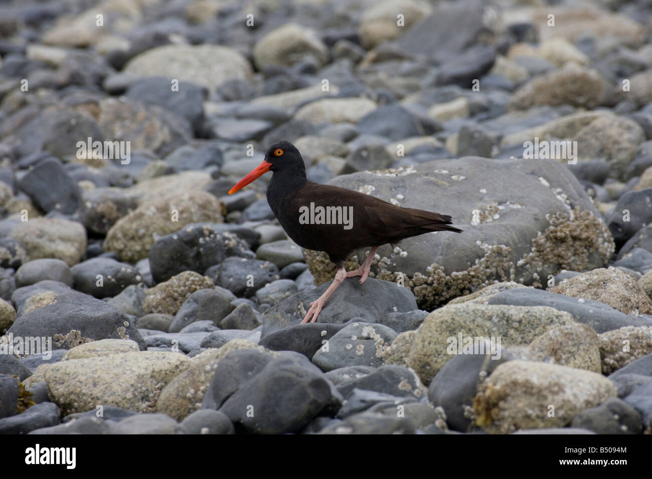 Oystercatcher on the Rocky Shore of Prince William Sound, Alaska Stock