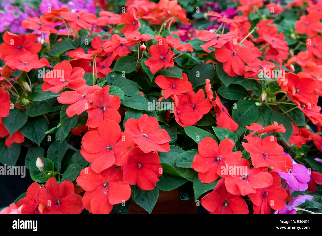 Mixed Impatiens Balsaminacea Stock Photo
