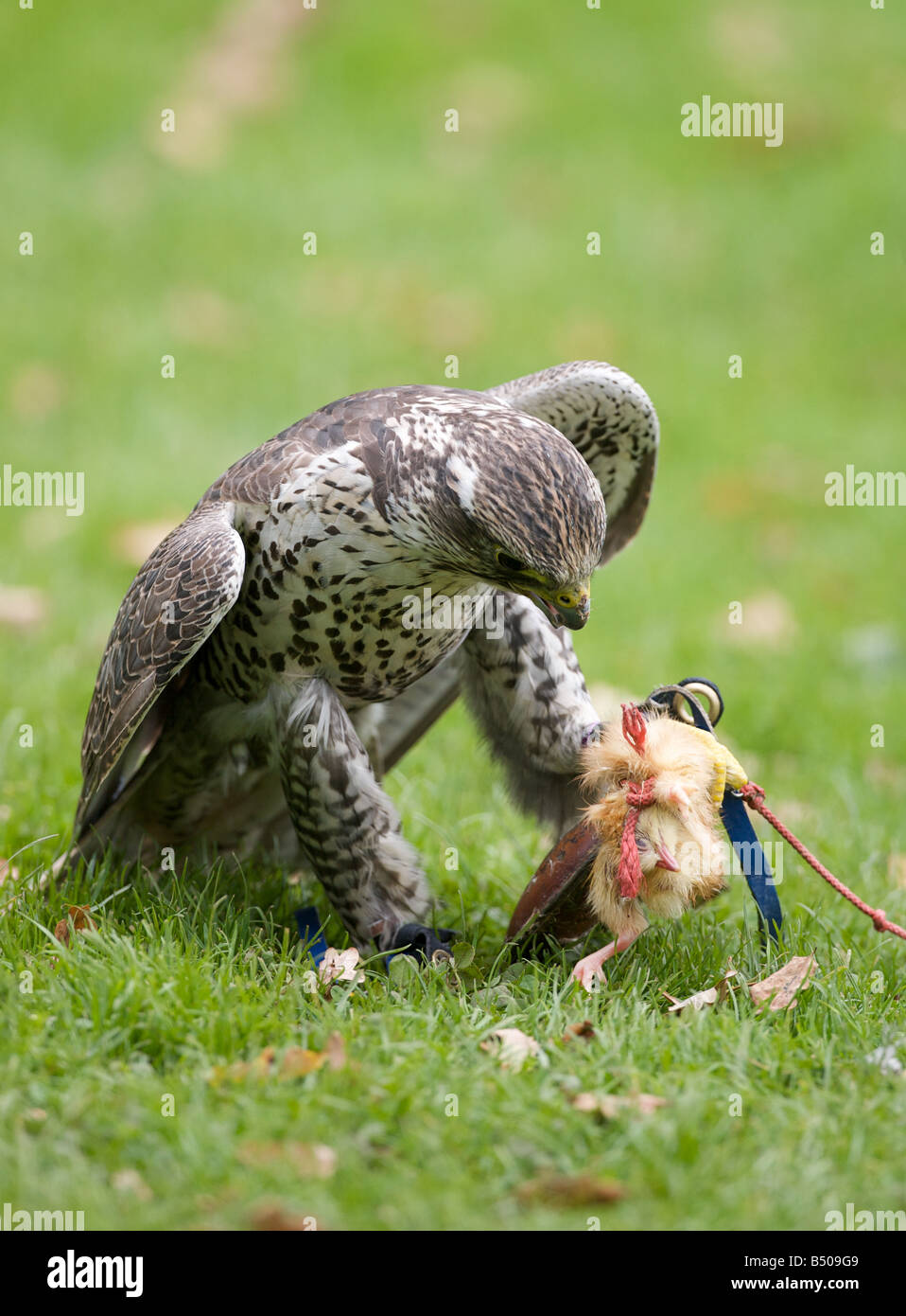 Captive falcon at a display centre Stock Photo - Alamy