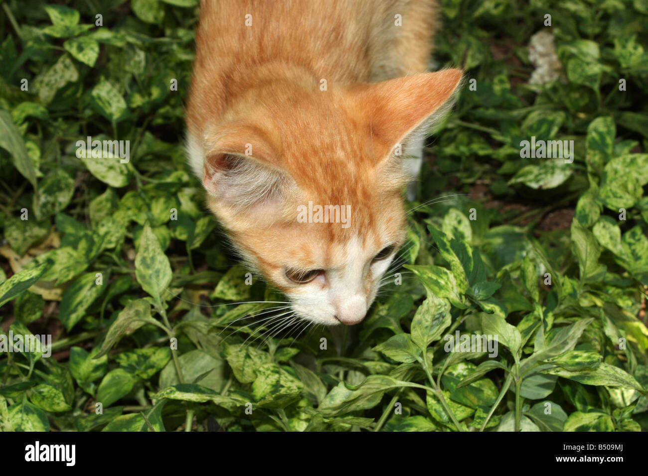 Cat searching hires stock photography and images Alamy
