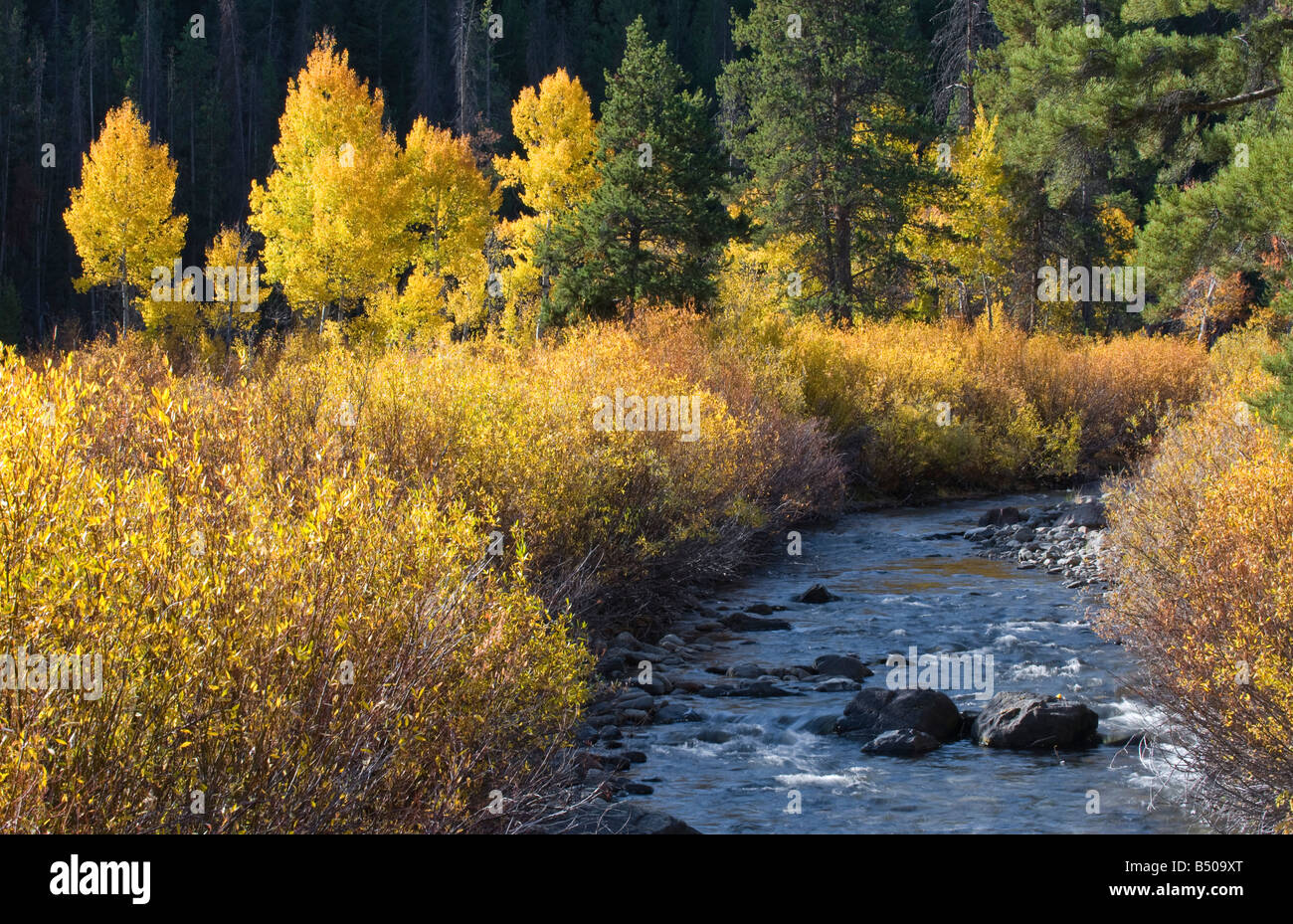 Idaho. Beautiful fall colors in autumn in the mountains Stock Photo Alamy