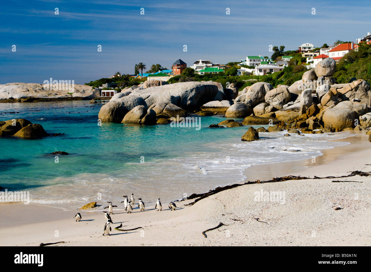 African penguins, Boulders beach, Simons Town, Western Cape, South Africa Stock Photo