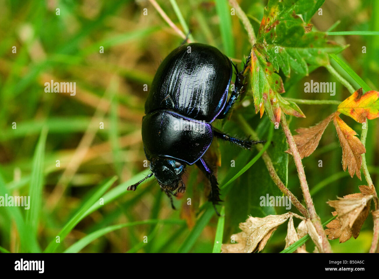 Black Beetle Stock Photo