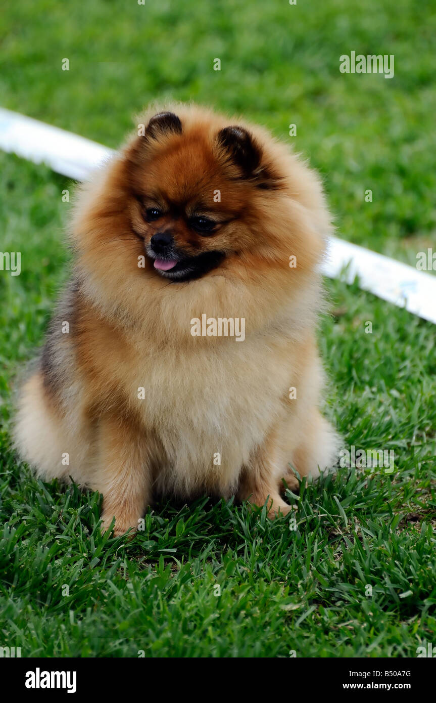 beautiful Pomeranian dog posing at a dog show Stock Photo