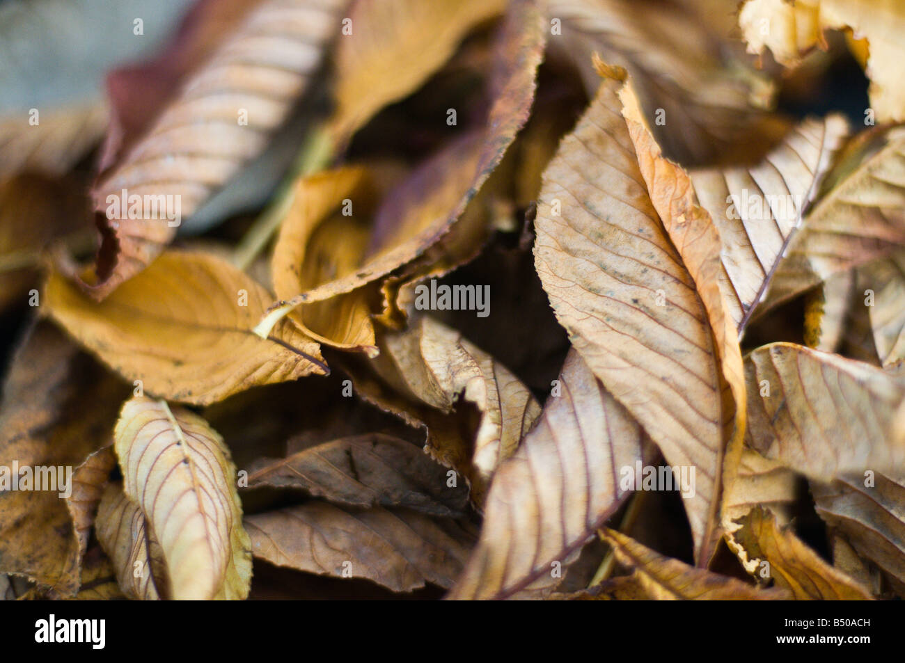 Brown horse chestnut leaves on ground. Brown and shrivelled Stock Photo