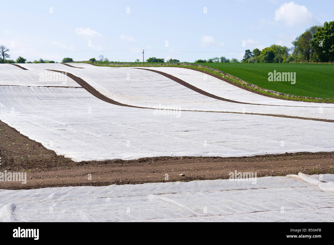 Plastic sheeting over crops hires stock photography and images Alamy