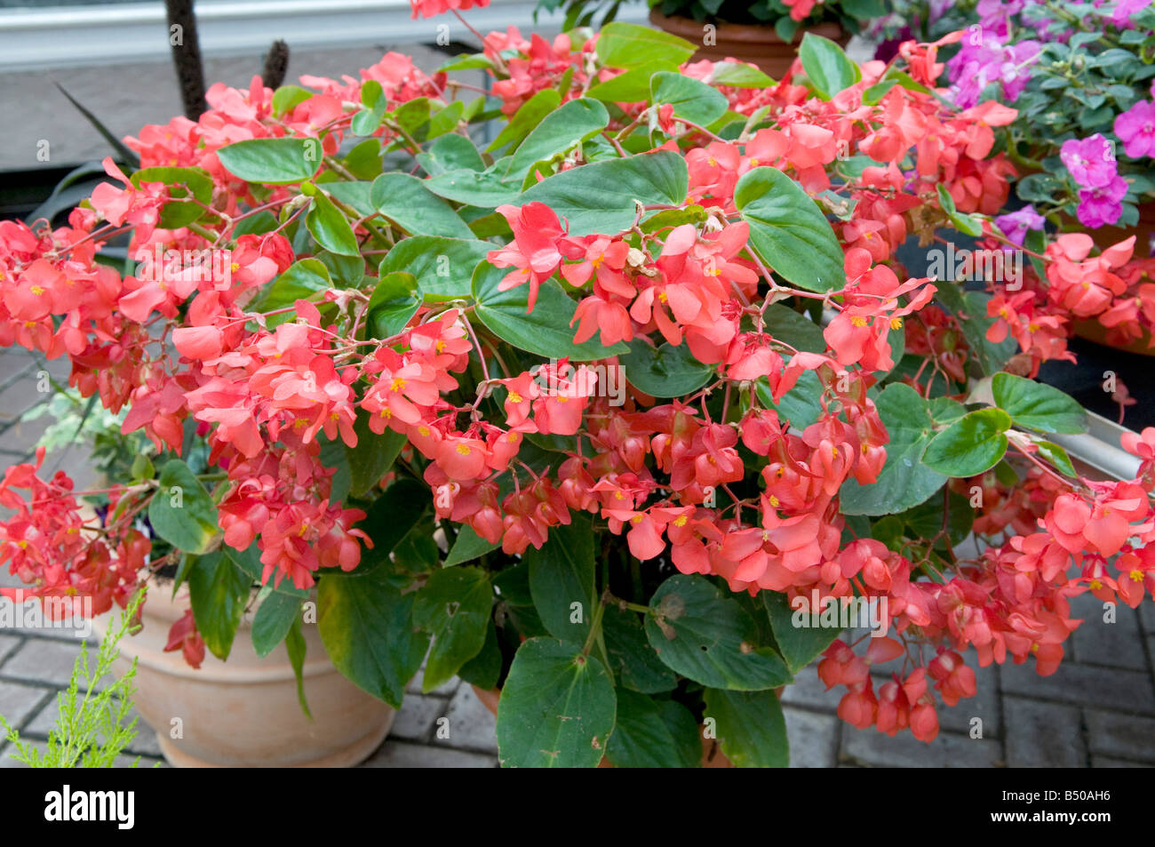 Begonia Begoniaceae Stock Photo