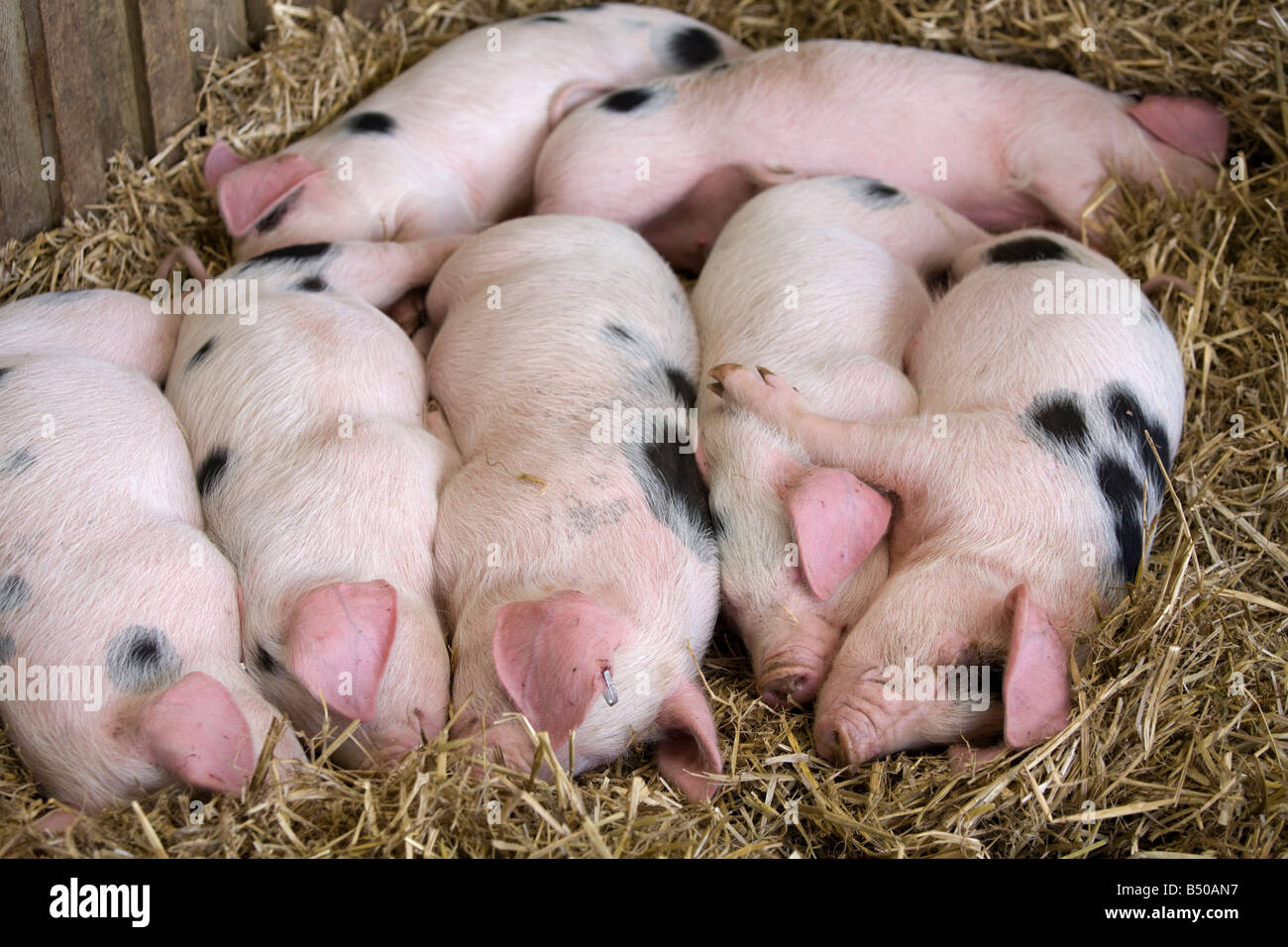 Gloucester Old Spot piglets sleeping at Cotswold Farm Park, near Guiting Power, Gloucestershire Stock Photo