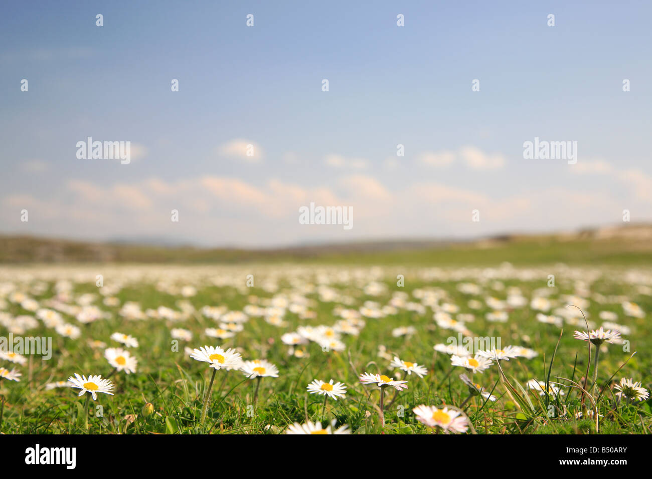 daisies in the open countryside on Omey Island near Claddaghduff, Connemara, Ireland Stock Photo