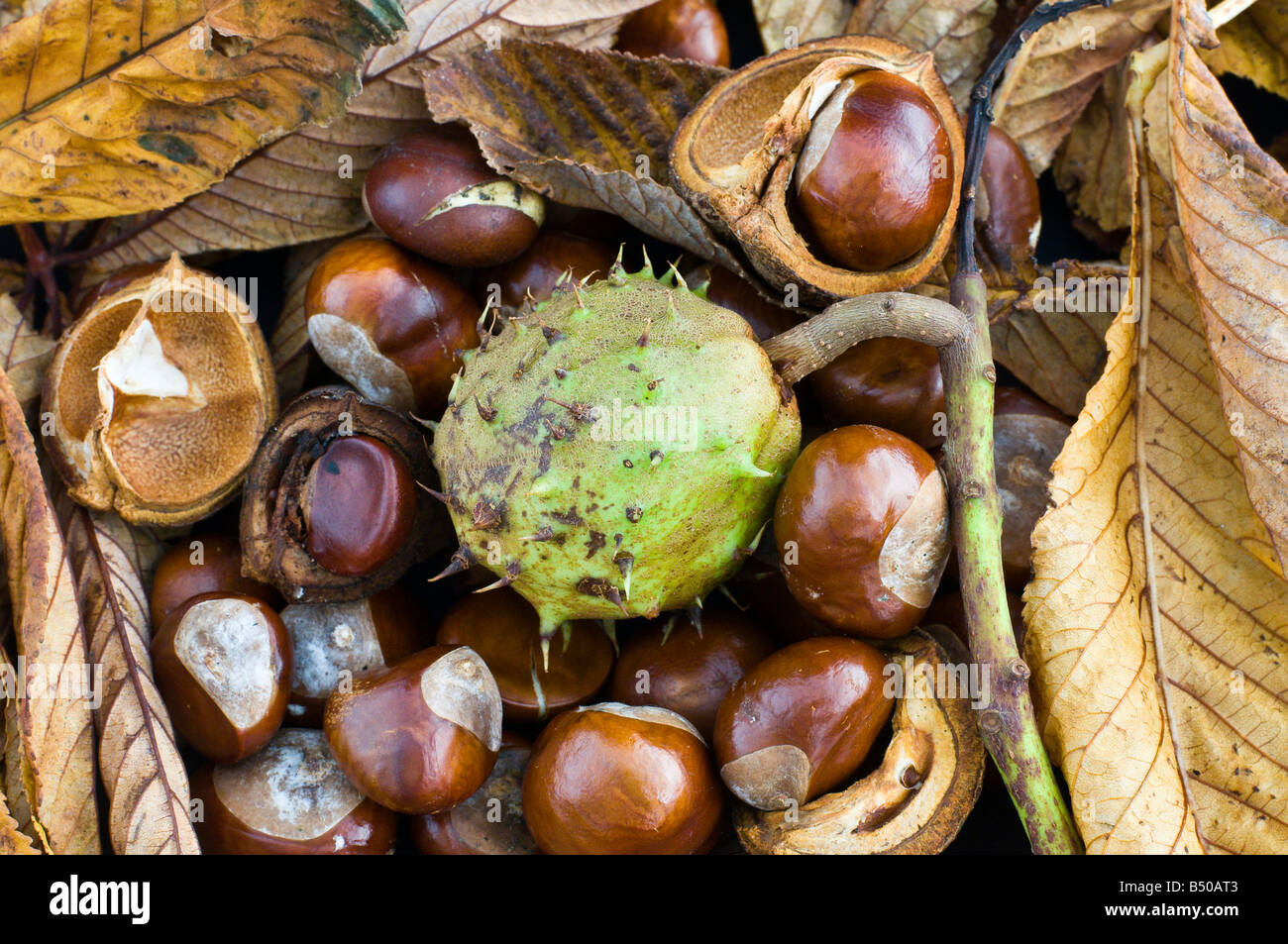 Beech leaves compost hires stock photography and images Alamy