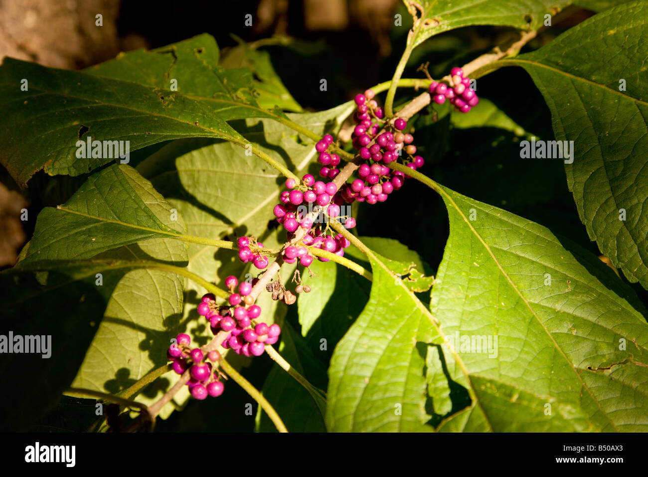 Beautyberry (Callicarpa americana) is part of a genus of shrubs and small trees in the family Verbenaceae. Stock Photo