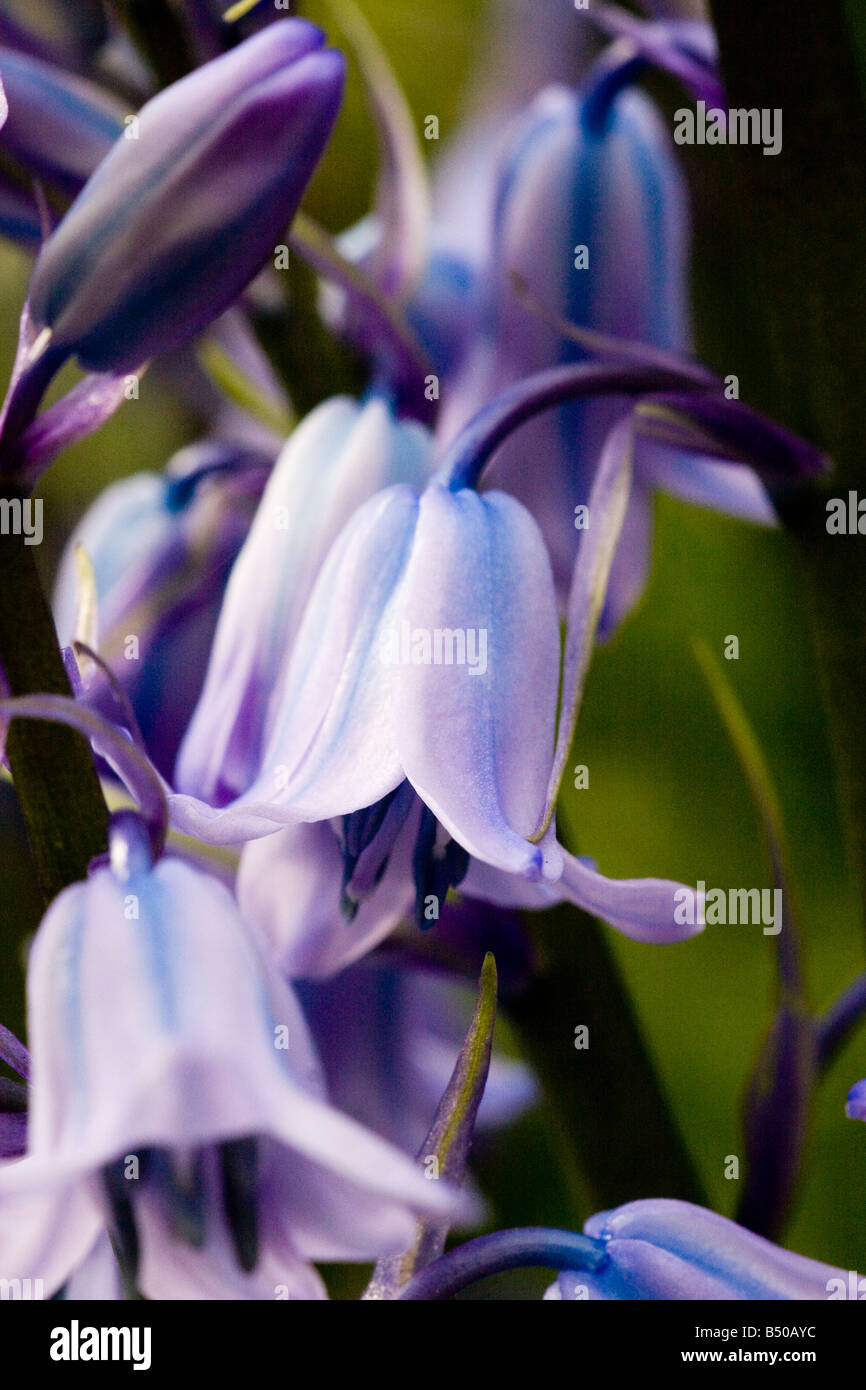 Bluebell flowers close up Macro Stock Photo