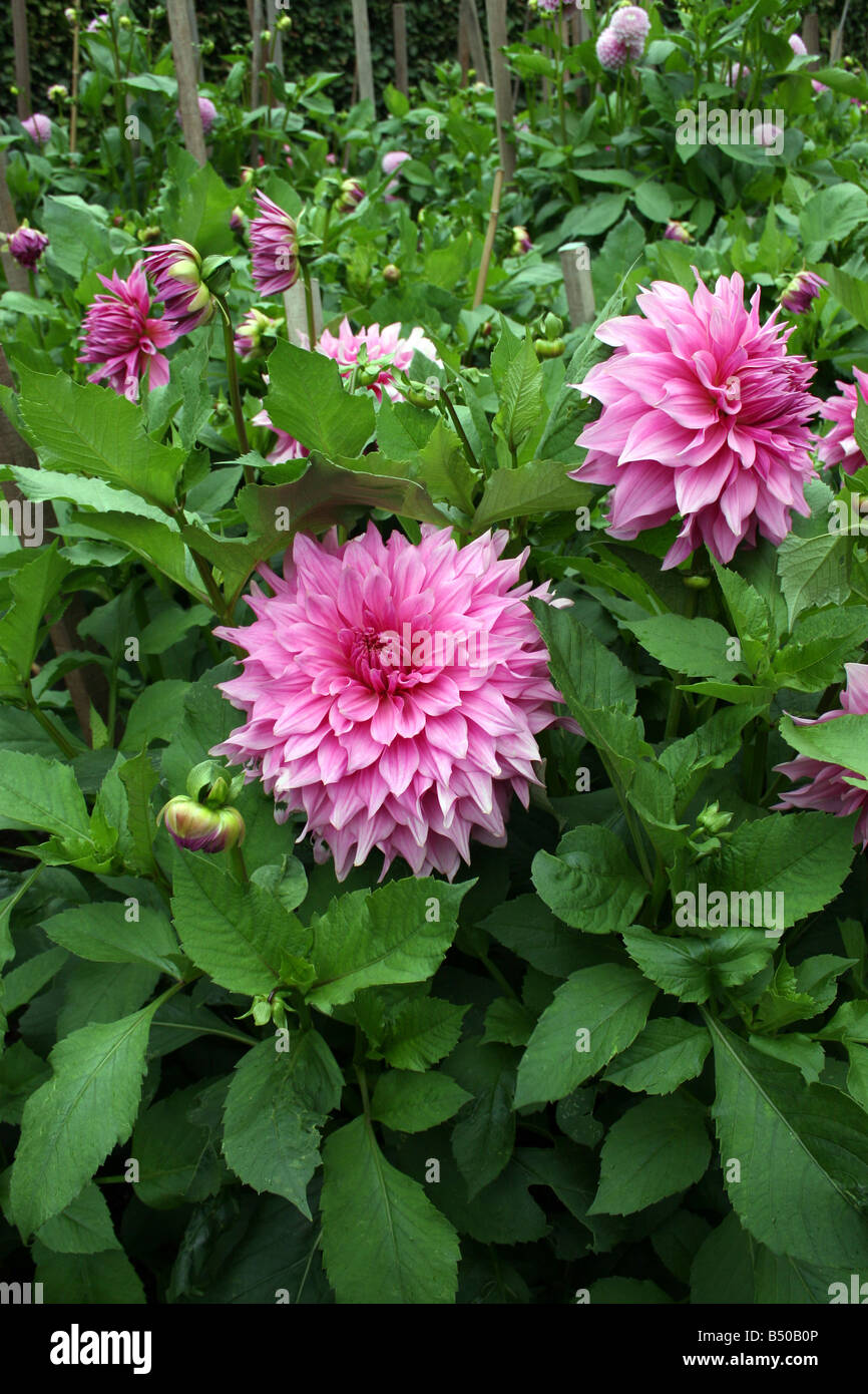 DAHLIA HAMARI GIRL. LARGE DECORATIVE DAHLIA. Stock Photo