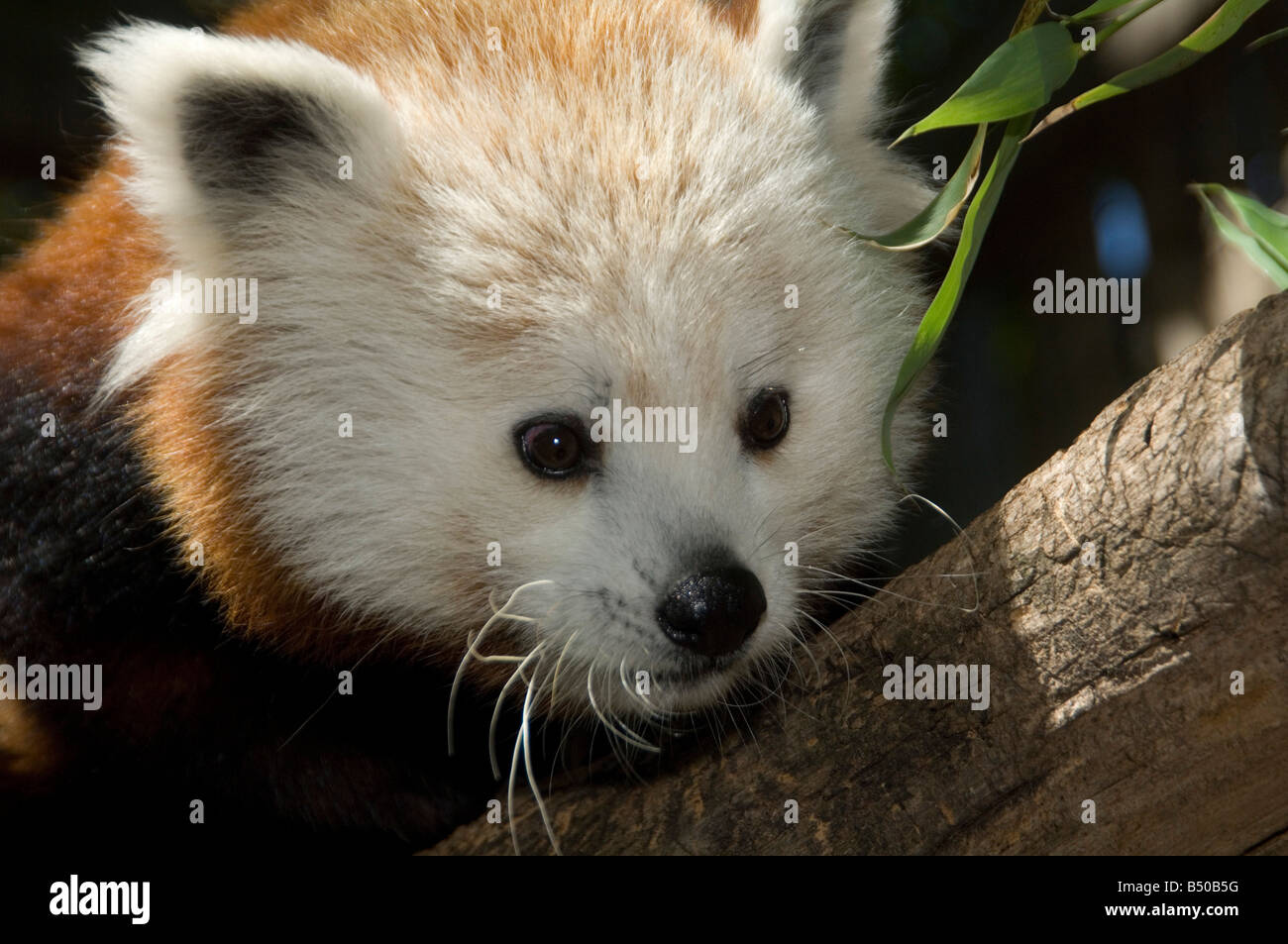 Asian Red Panda Stock Photo
