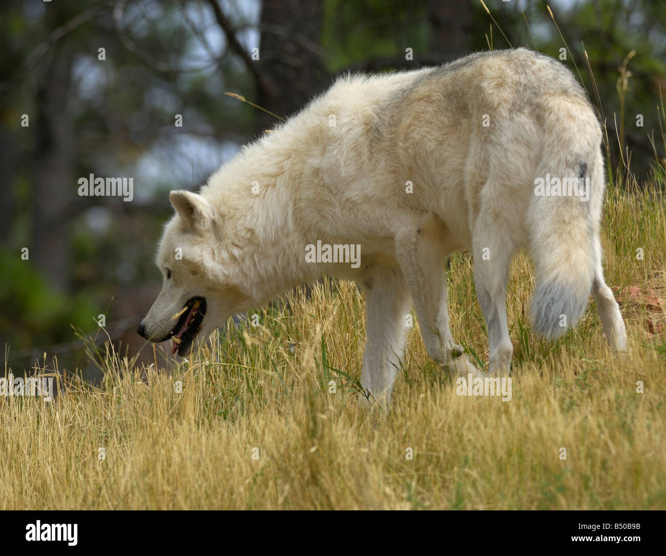 Grey Wolf, canis lupus Stock Photo