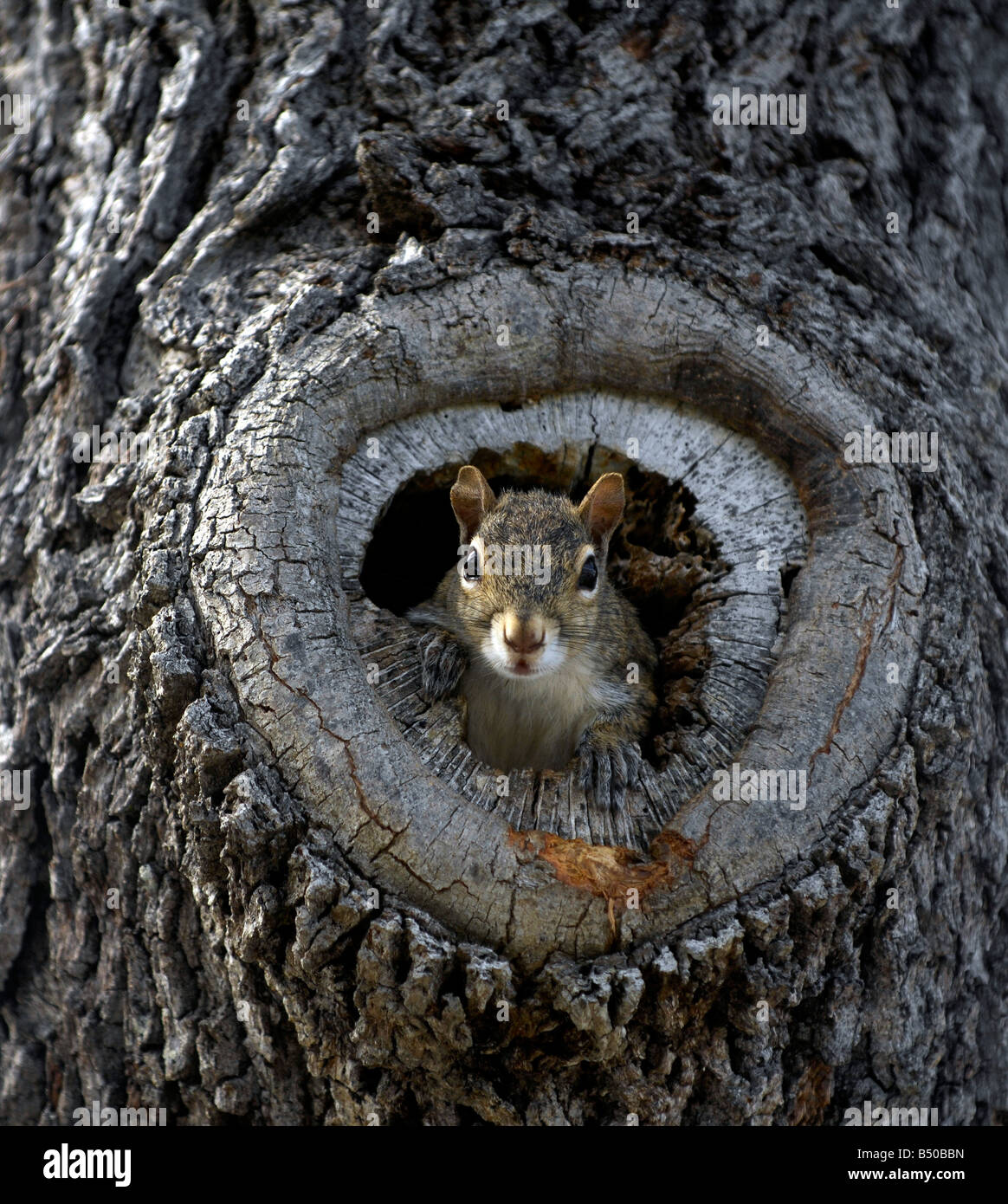 Grey squirrel in a hollow tree nest Stock Photo Alamy