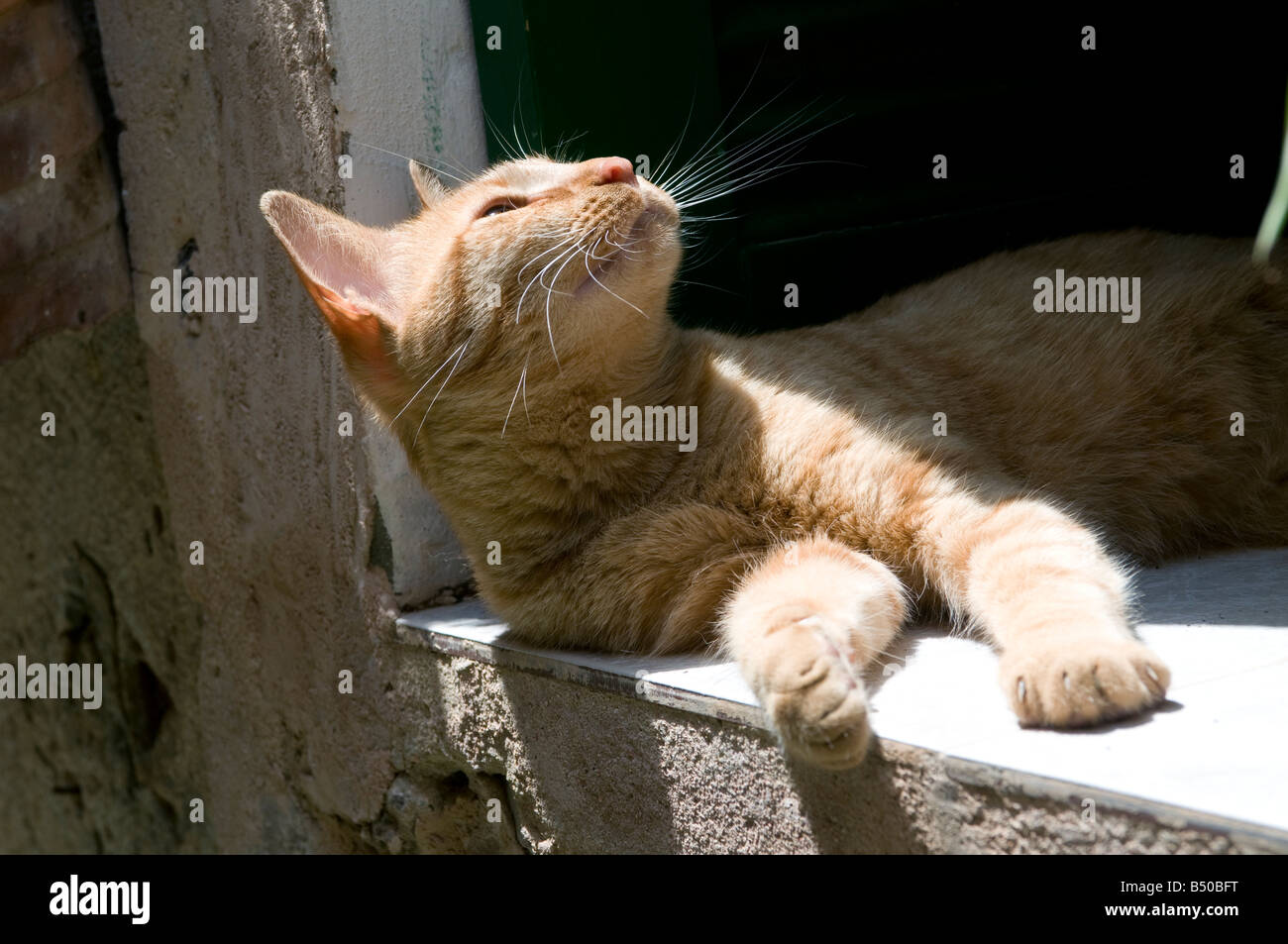 Cat in the sun Stock Photo