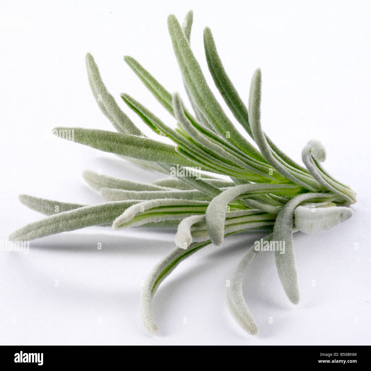 SPRIG OF EDIBLE HERB LAVENDER Stock Photo