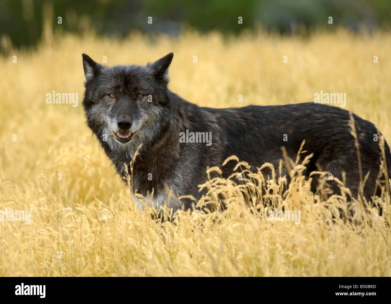 Grey Wolf, canis lupus Stock Photo