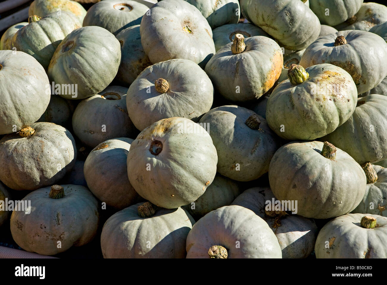 Pile of Crown Prince Pumpkins (Cucurbita maxima) on sale at outdoor market in West Sussex Stock Photo
